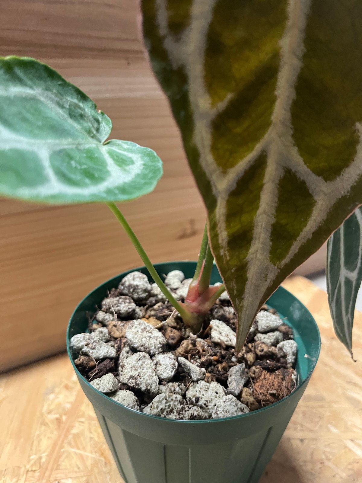 アンスリウム マグニフィカム×フォルゲッティ | GREEN LUCK