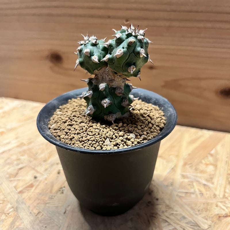 ユーフォルビア cv.トム | GREEN LUCK