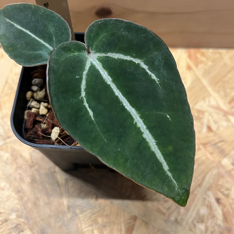 アンスリウム （エンジェルズドリーム×フォルゲッティ）×レッド