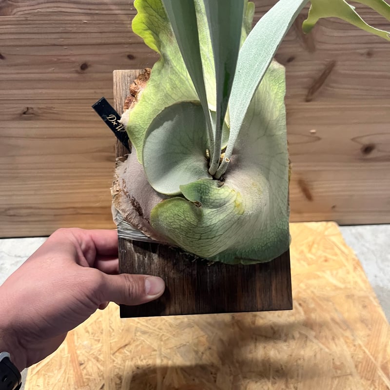 ビカクシダ ディバーシフォリウム×ウィリンキー | GREEN LUCK