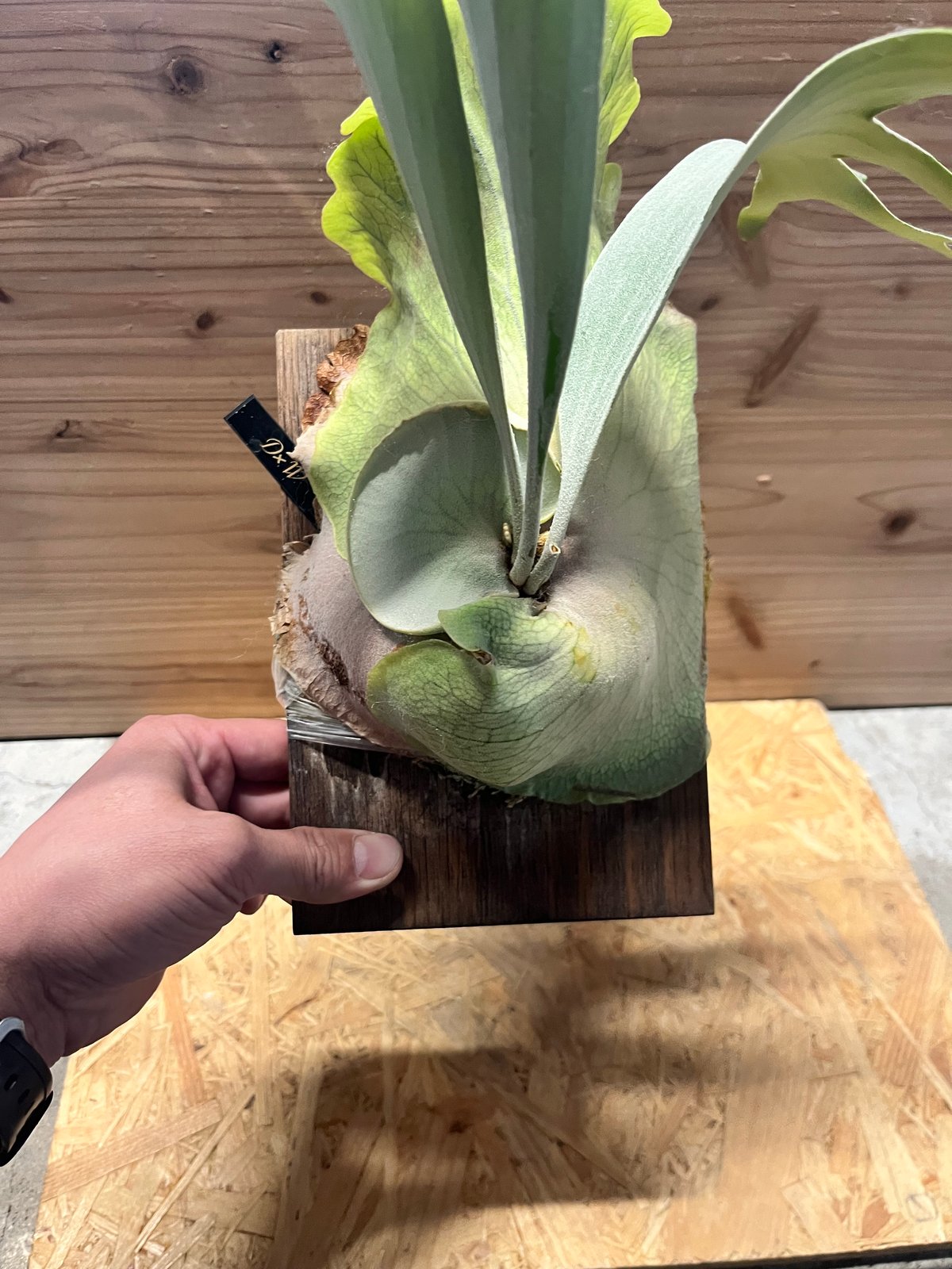 ビカクシダ ディバーシフォリウム×ウィリンキー | GREEN LUCK