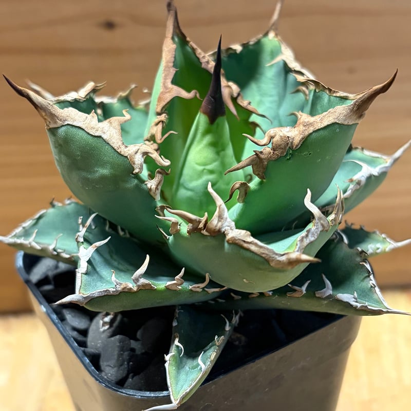 アガベ チタノタ '黒犀牛' | GREEN LUCK