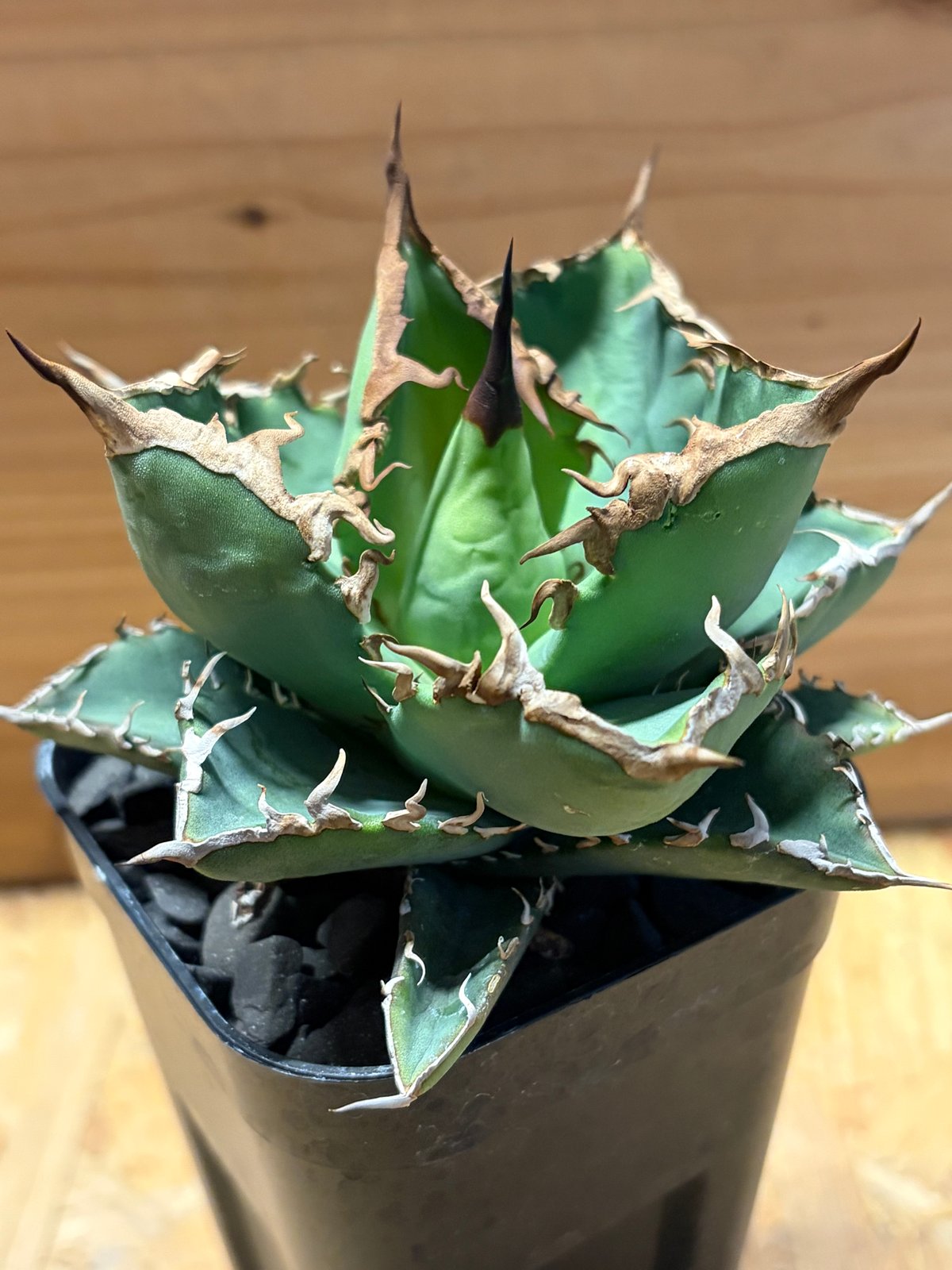 アガベ チタノタ '黒犀牛' | GREEN LUCK