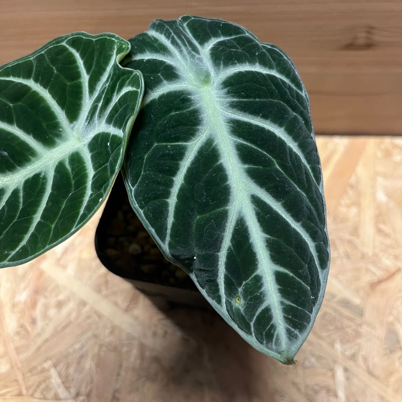 アロカシア ニンジャ | GREEN LUCK