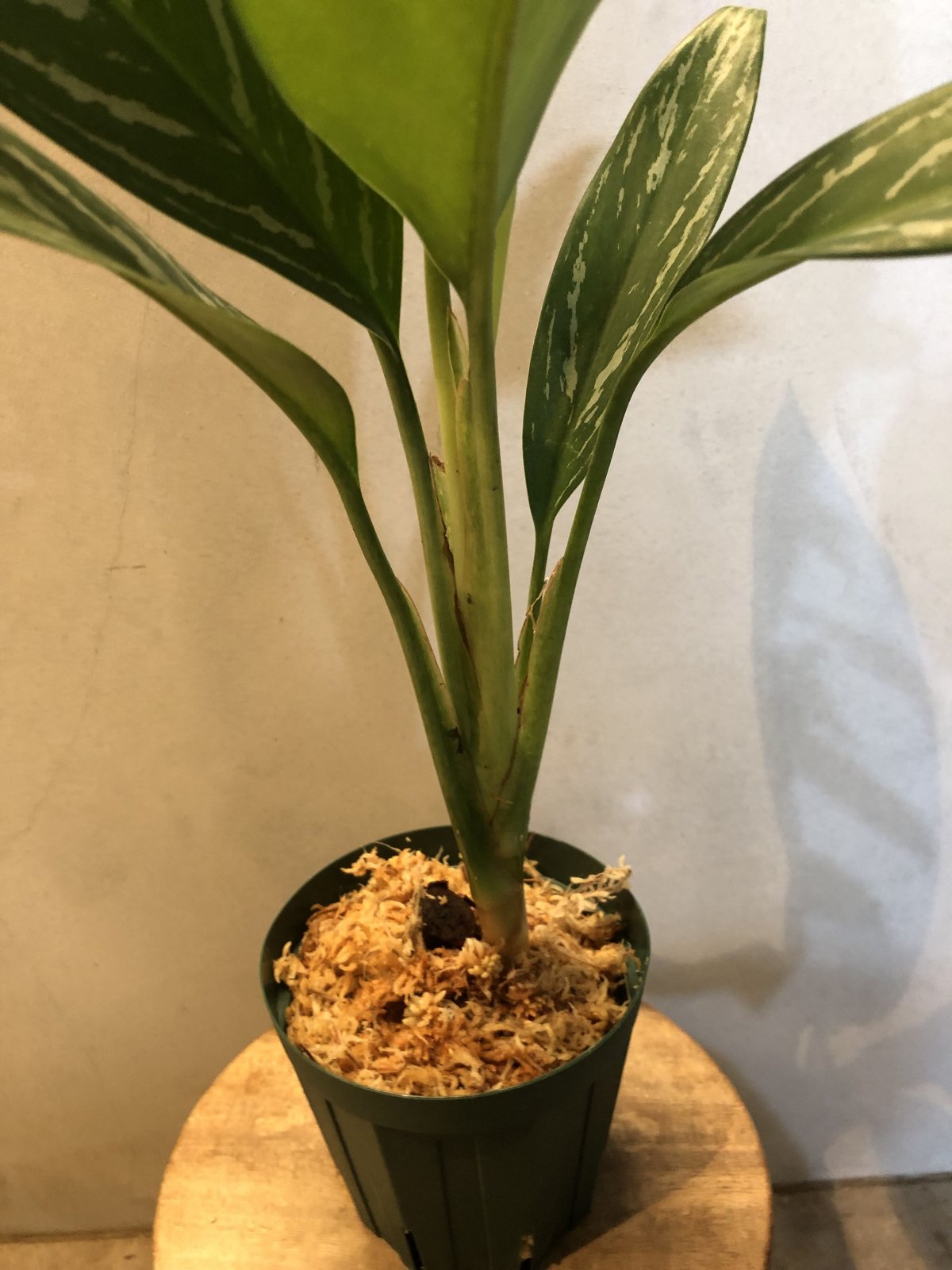 アグラオネマ ニティドゥム カーティシー curtisii - 植物/観葉植物
