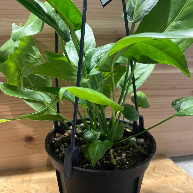 【セール】アンスリウム　ペンデュリフォリウム　No.001　鉢、送料込メルカリ便 アンスリウム ペンデュリフォリウム No.001 鉢、送料込 メルカリ