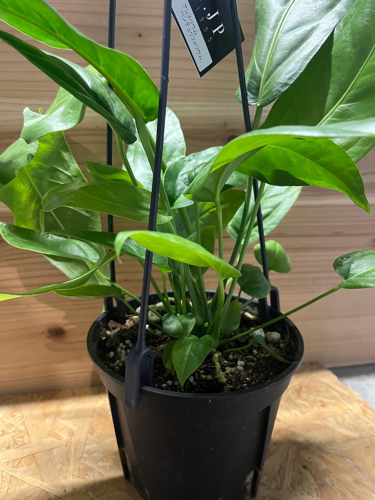 【セール】アンスリウム　ペンデュリフォリウム　No.001　鉢、送料込メルカリ便 アンスリウム ペンデュリフォリウム No.001 鉢、送料込 メルカリ