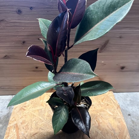 フィカス | STORES