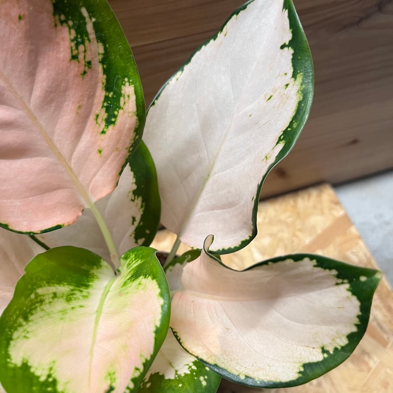 アグラオネマ コーチンピーチ | GREEN LUCK