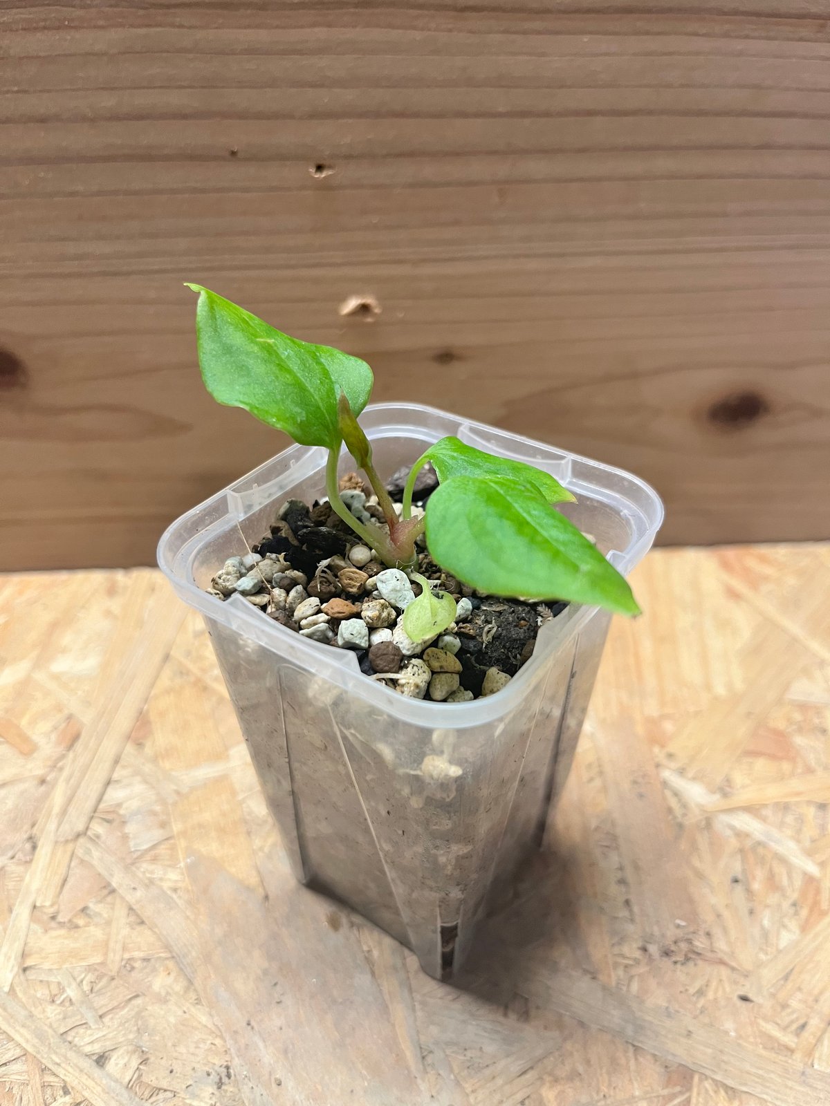 アンスリウム ポーティラエ NSE | GREEN LUCK