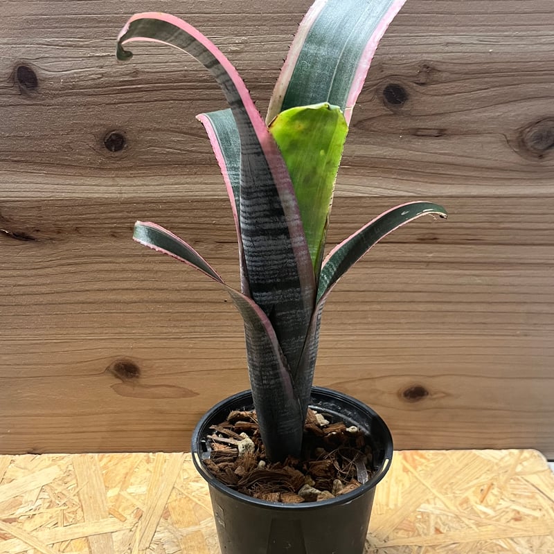 ビルベルギア ビッタータ 'ラルフグラハムフレンチ' | GREEN LUCK