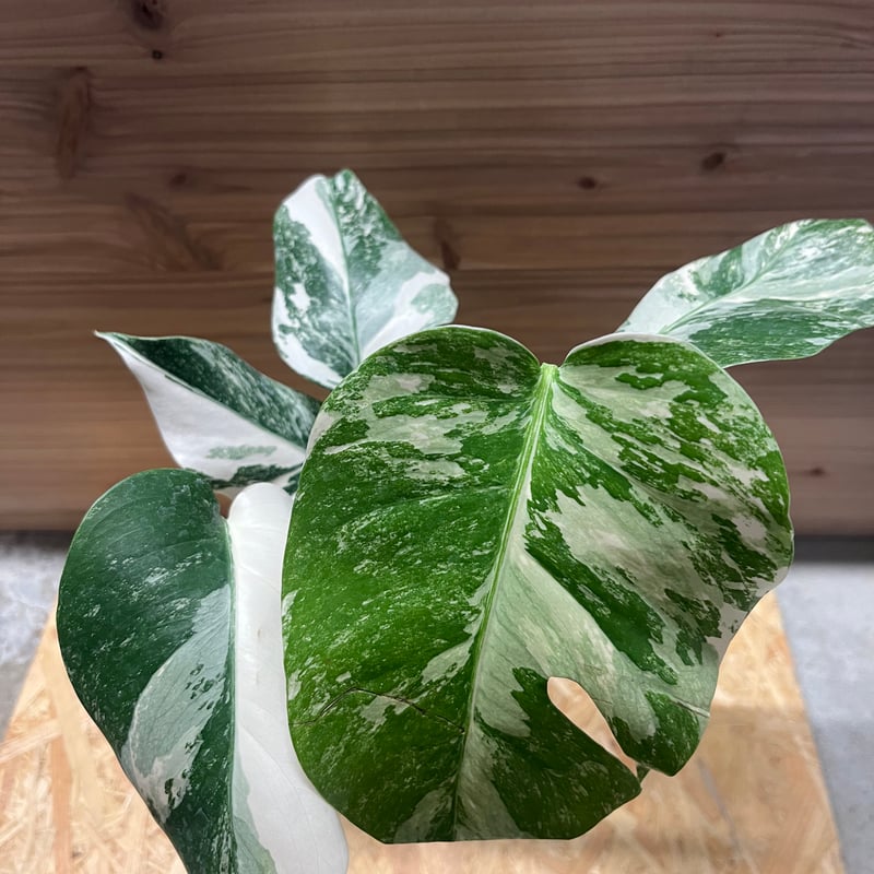 斑入りモンステラ ボルシギアナ バリエガータ 極斑タイプ | GREEN LUCK