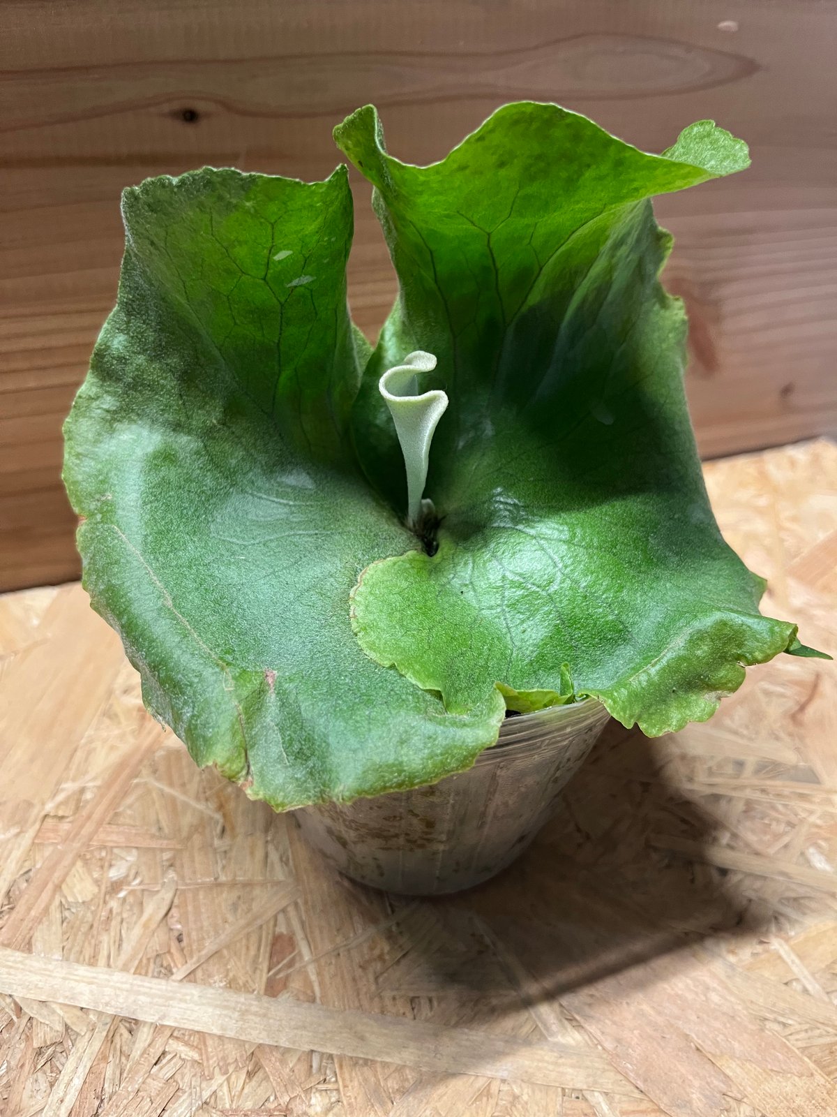 ♧クアドリディコトマム♧ビカクシダポット苗