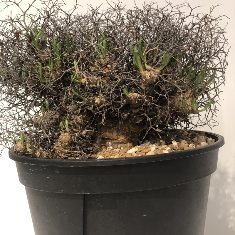 チレコドン レティキュラーツス 万物想 | GREEN LUCK