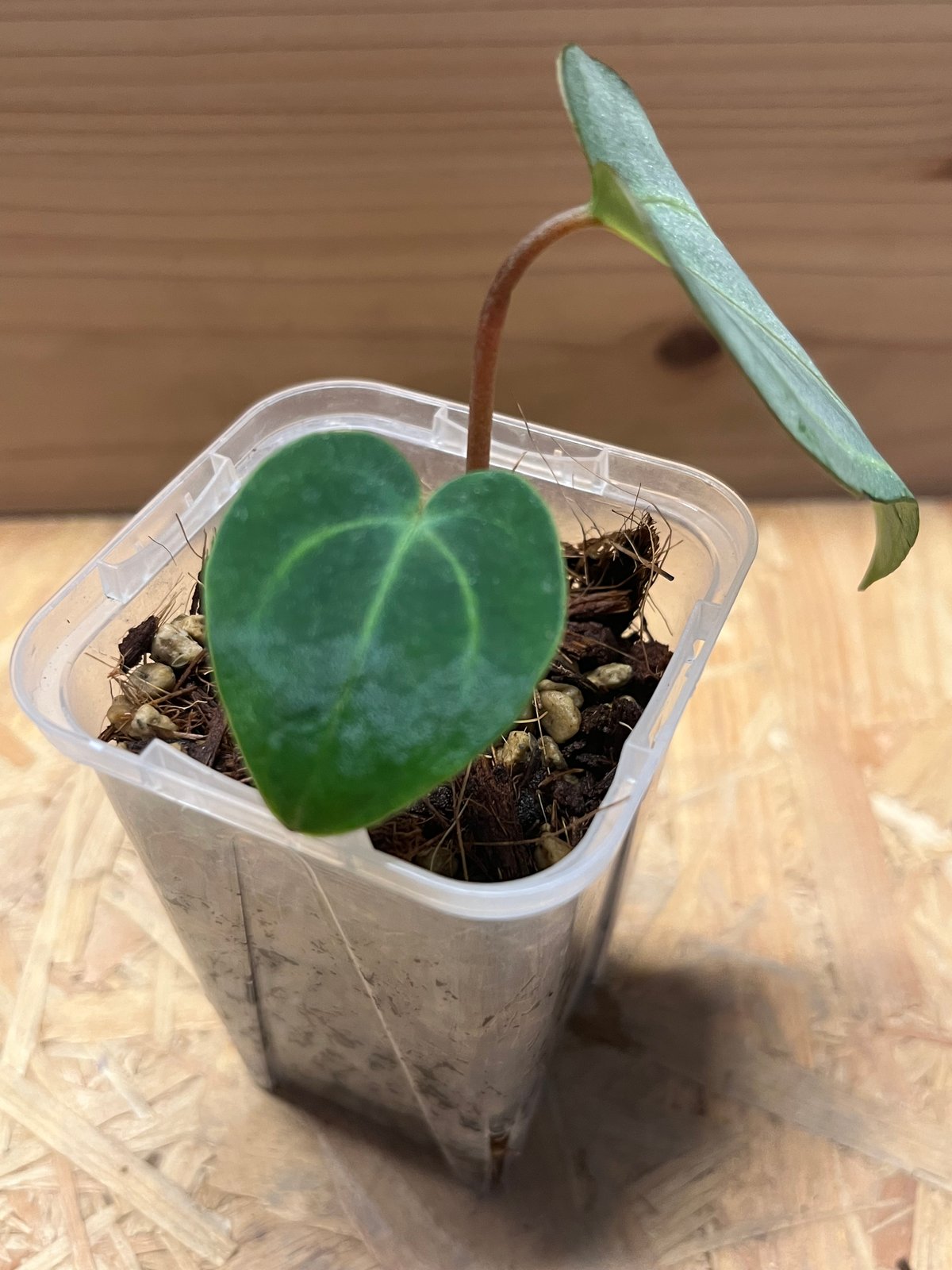 アンスリウム カーラブラッキー RA#5×RA#10 | GREEN LUCK