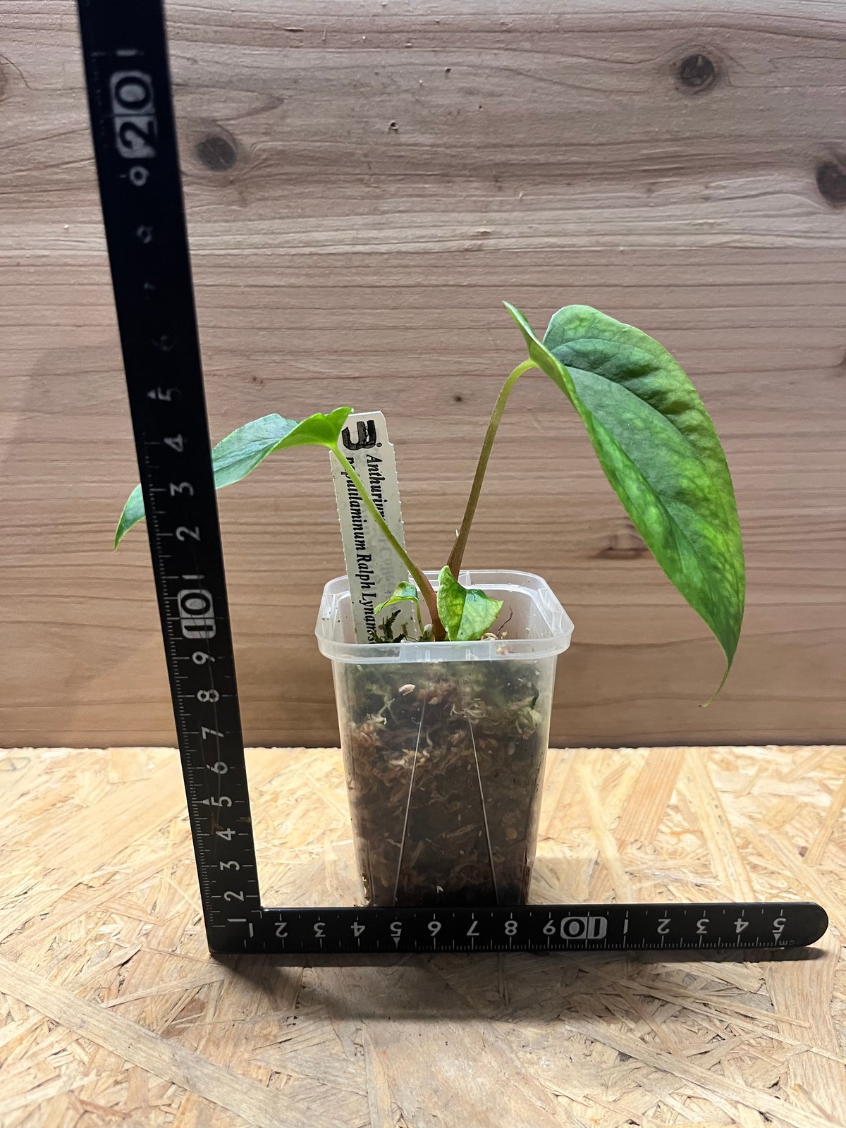 アンスリウム パピリラミナム ラルフライナム | GREEN LUCK