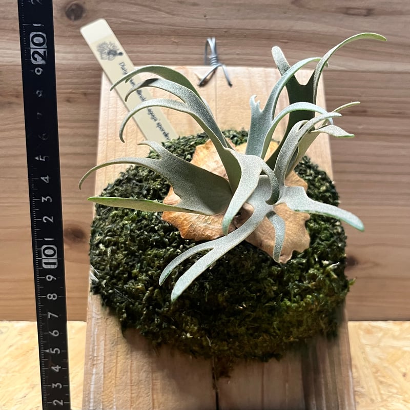ビカクシダ ウィリンキー　スポア ビカクシダ ウィリンキー spore - 観葉植物・生花・ドライ