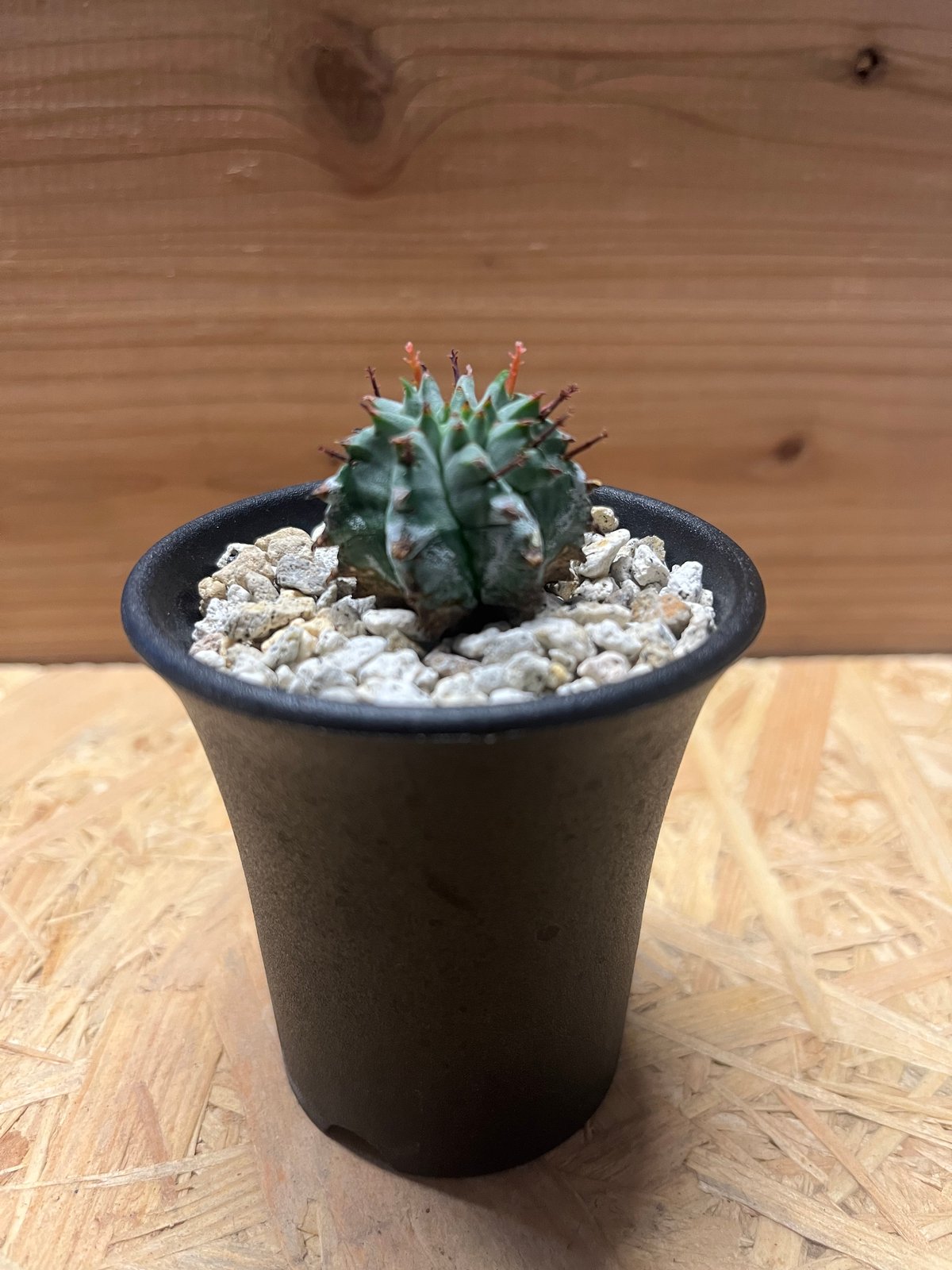 ユーフォルビア　ホリダ　アルバ F00082_Euphorbia horrida var. alba：ユーフォルビア・ホリダ