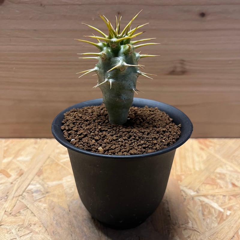 パキポディウム　アンボンゲンセ　良型　鉢ごとメルカリ便④ パキポディウム アンボンゲンセ - メルカリ