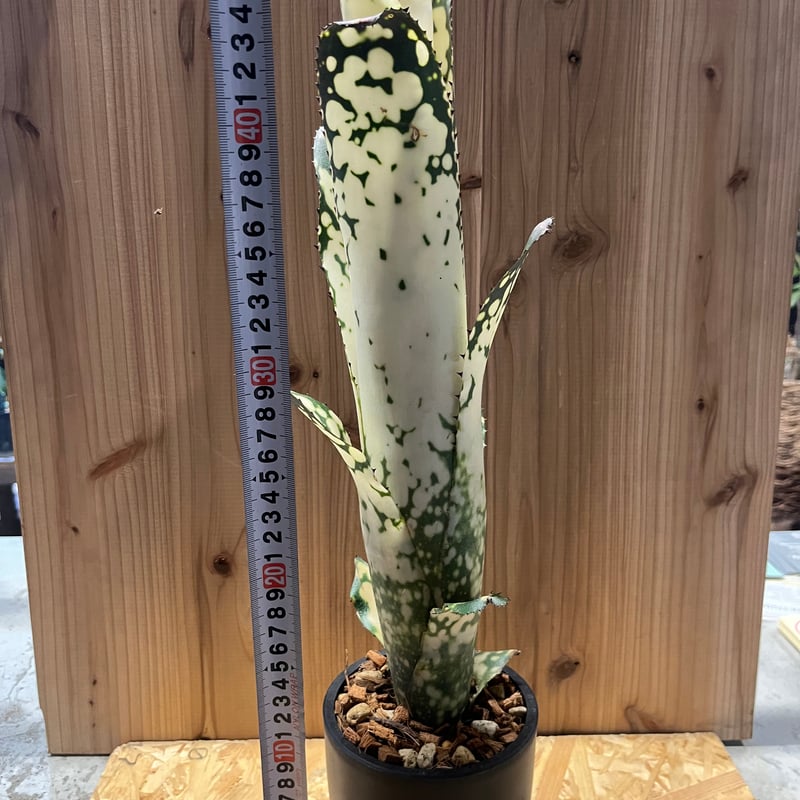 ビルベルギア メリーモナーク | GREEN LUCK