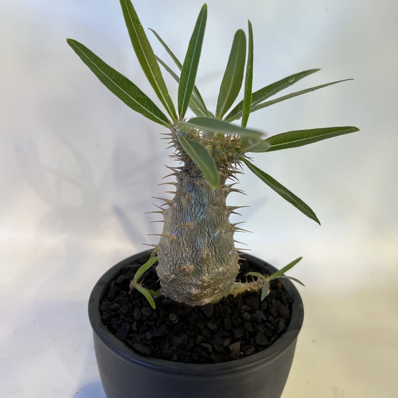 【鉢付き匿名配送】No70 実生 2年3か月 パキポディウム グラキリス 園芸ネット本店｜パキポディウム：グラキリス（国内実生苗） 3号ポット