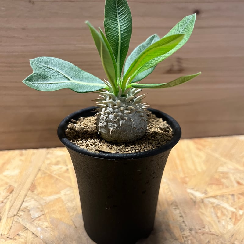 パキポディウム デンシカウレ 恵比寿大黒 | GREEN LUCK