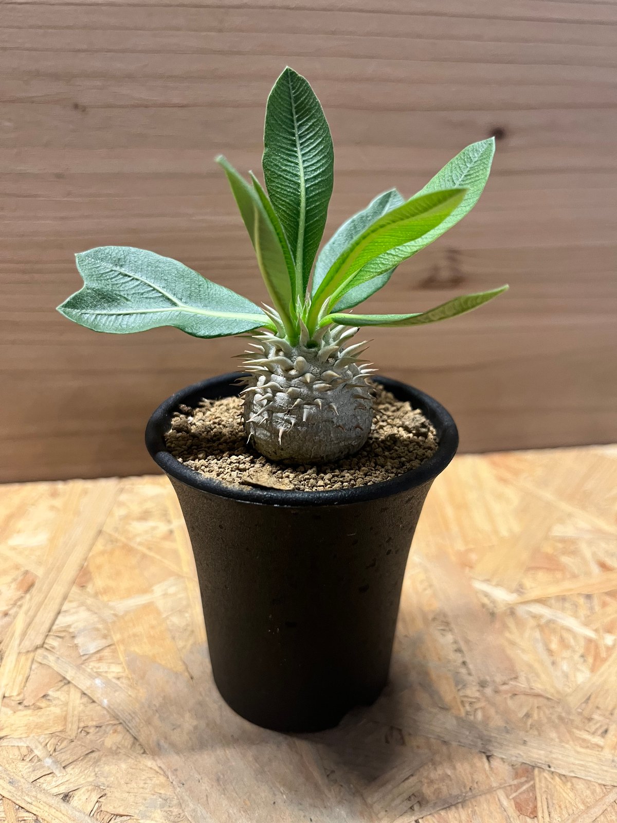 パキポディウム デンシカウレ 恵比寿大黒 | GREEN LUCK