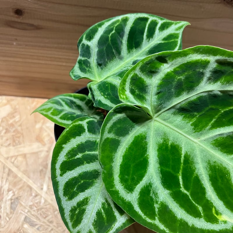 アンスリウム ドラヤキ | GREEN LUCK