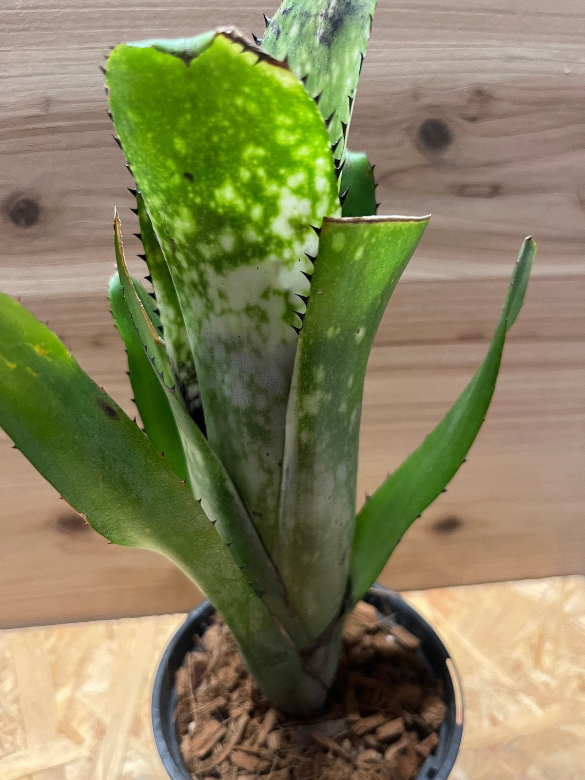 ビルベルギア カハカイ | GREEN LUCK