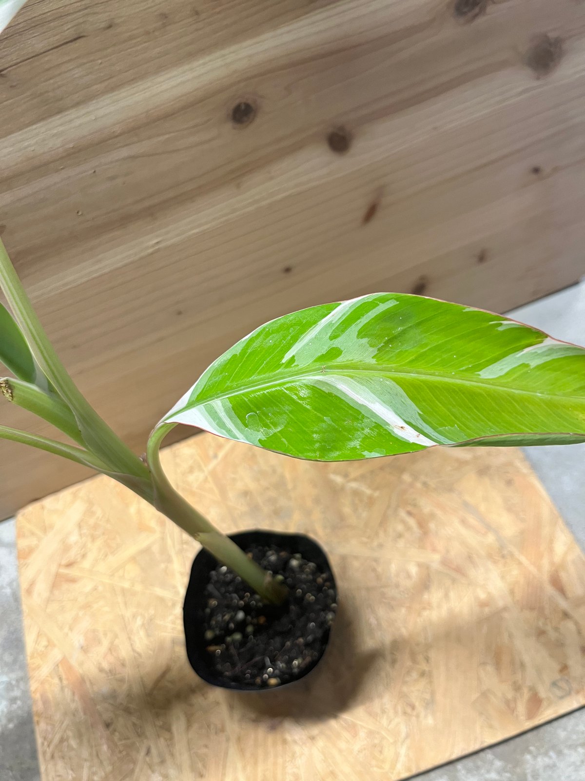 ムサ・アエアエ Musa AeAe 斑入りバナナ 子株つき① 51fAo4HRkLL