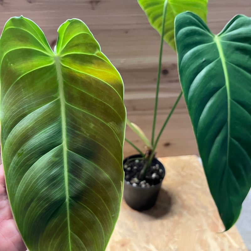 フィロデンドロン エスメラルデンセ | GREEN LUCK