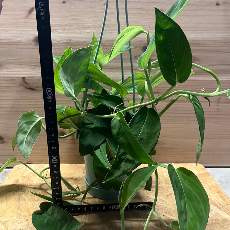 その他観葉植物 / 楽天市場】観葉植物 モンステラ 2224 3.5号吊り鉢(個体おまかせ1鉢