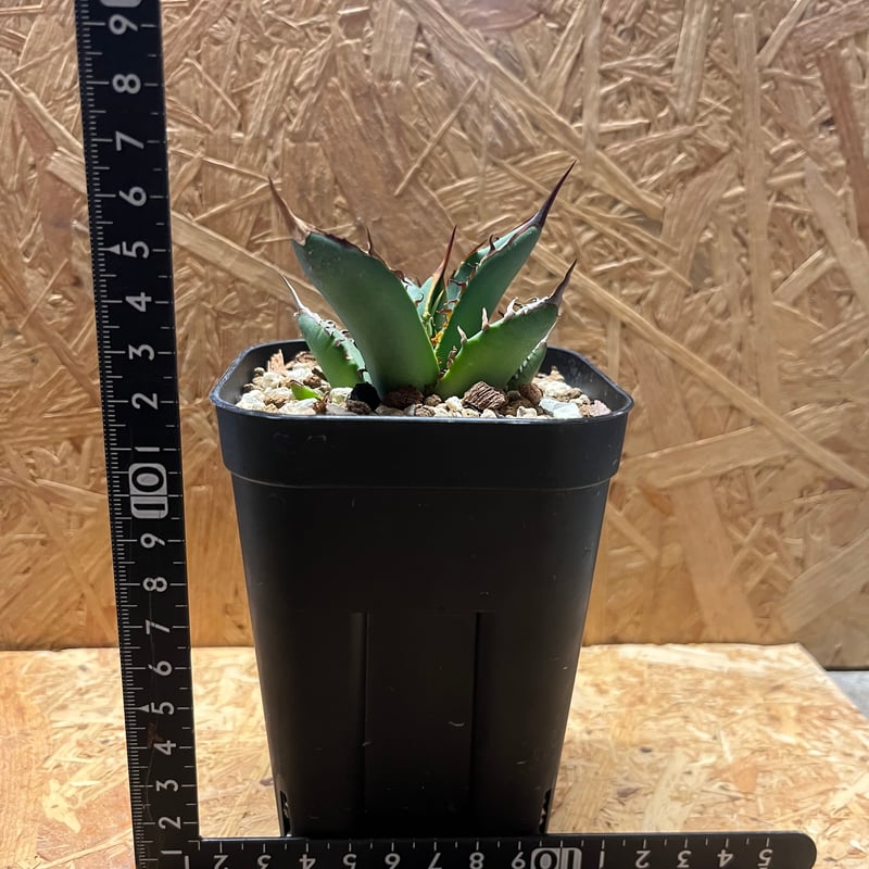 アガベ チタノタ Lupine | GREEN LUCK