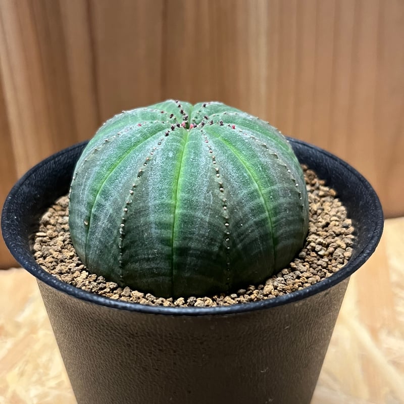 ユーフォルビア オベサ | GREEN LUCK