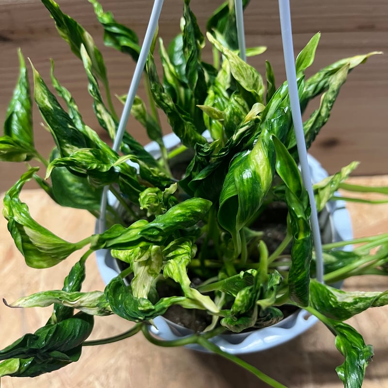 ポトス　テルノプレシャス 園芸ネット本店｜[ザ・ファームセレクト]ポトス：テルノグレース 5号