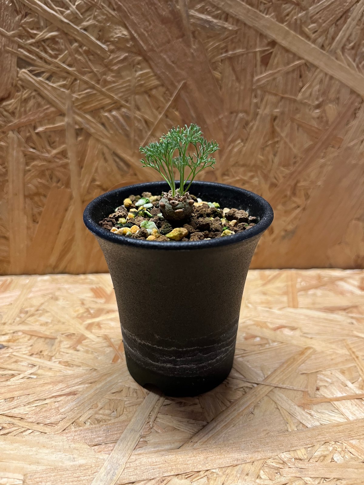 【種子】　モンソニア　ペニクリナ　採れたて種子20個　サルコカウロン 種子】 モンソニア ペニクリナ 採れたて種子20個 サルコカウロン