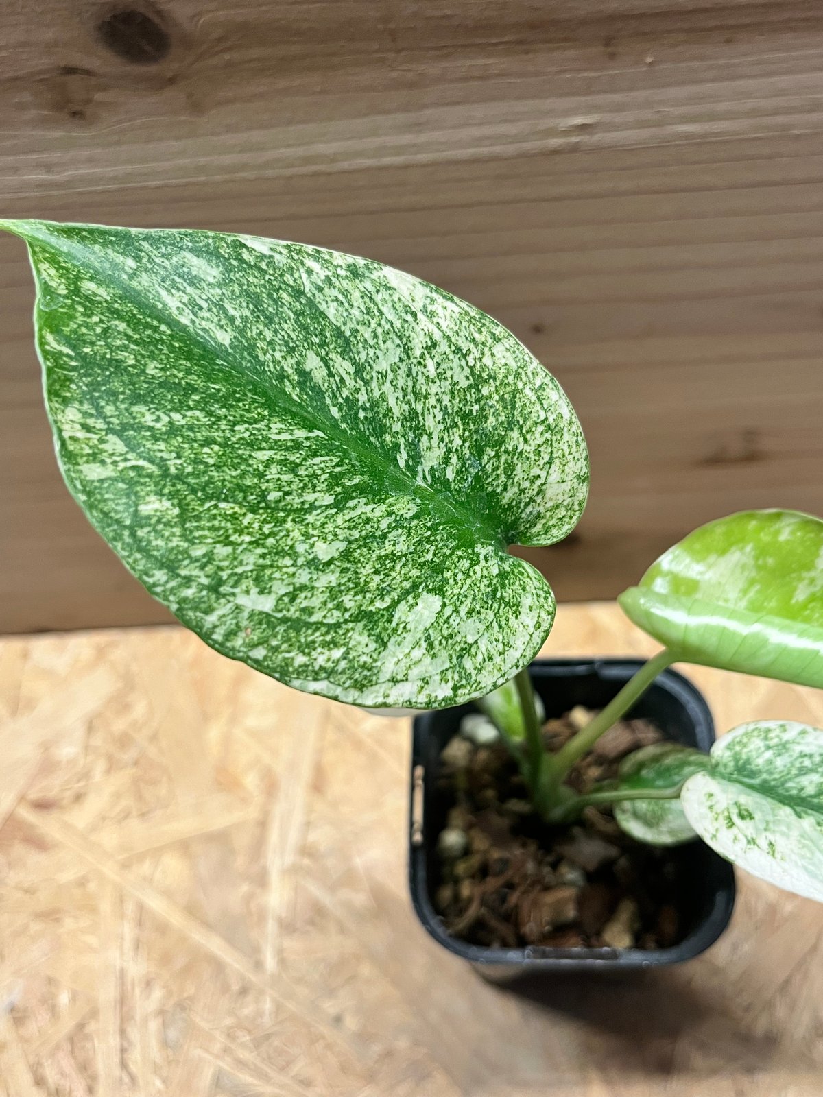 モンステラ デリシオーサ ミント | GREEN LUCK