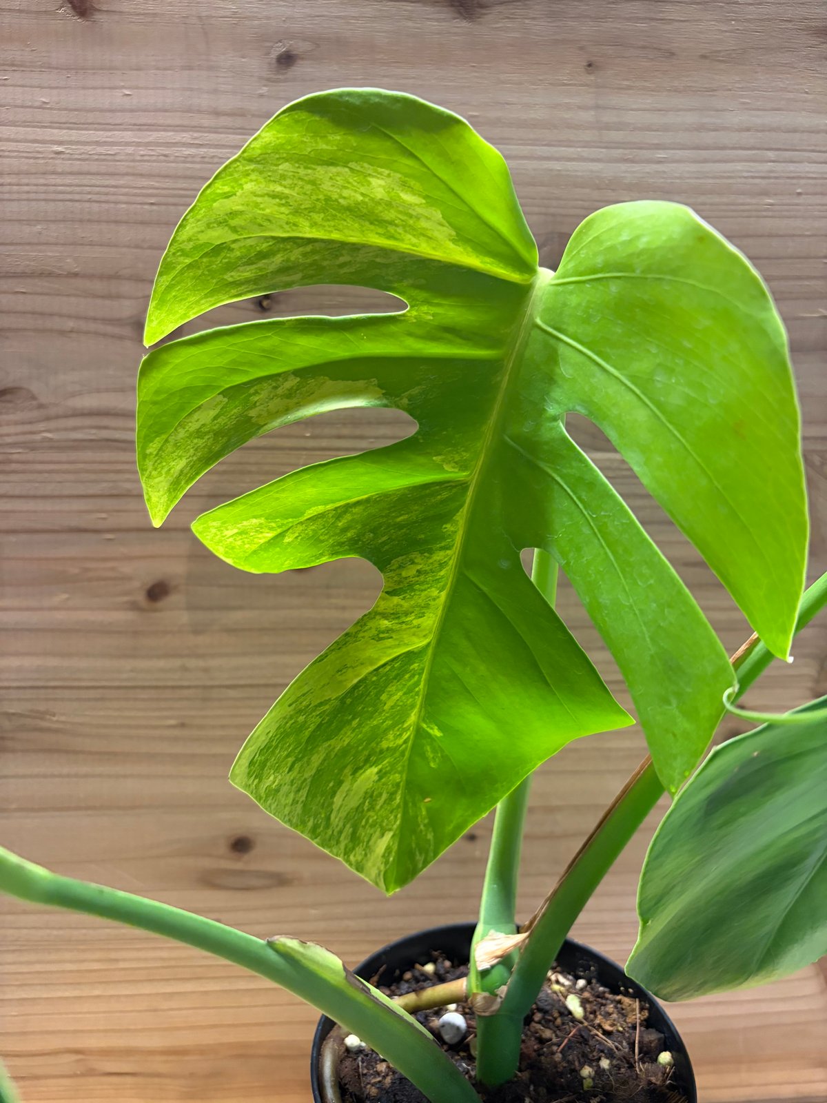 モンステラ ボルシギアナ 'オーレア' | GREEN LUCK