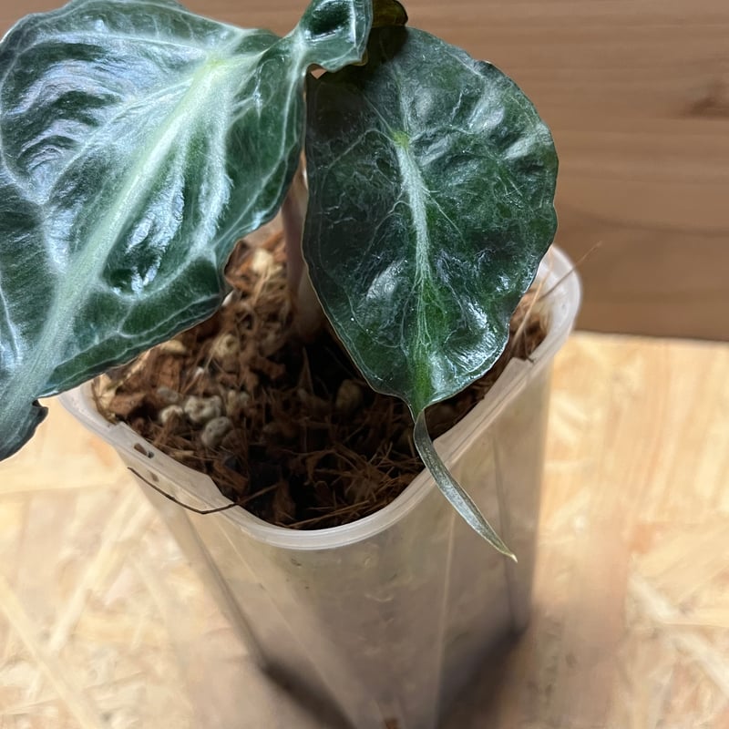 アロカシア ベノム | GREEN LUCK