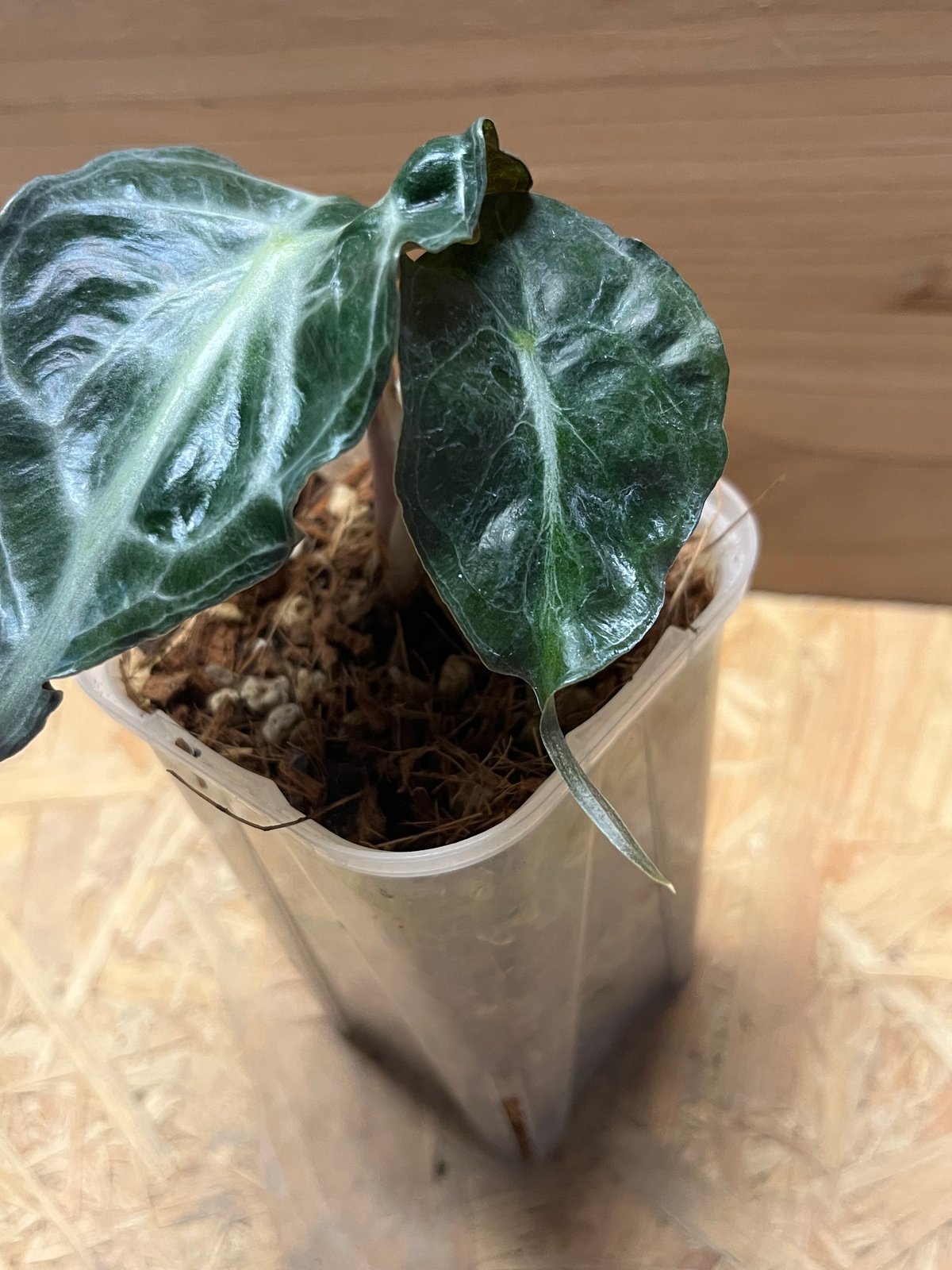 アロカシア ベノム メイソン株 アロカシア ベノム Alocasia Venom