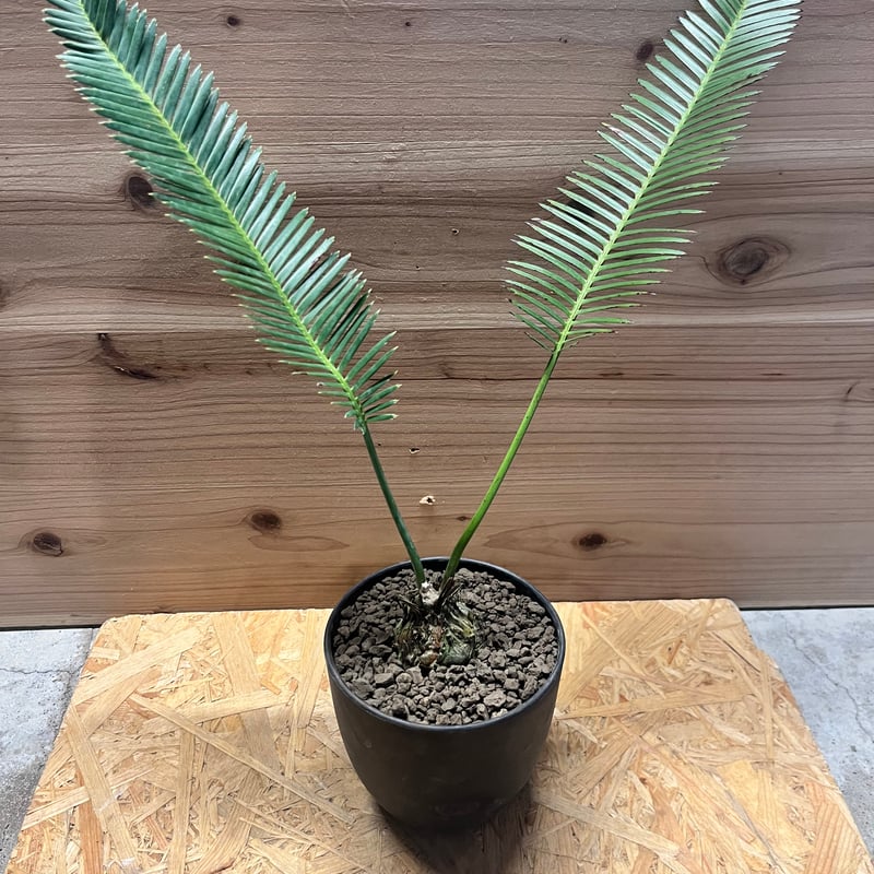 ディオーン エデュレ | GREEN LUCK