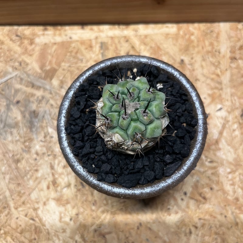 コピアポア シネレア 黒王丸×伝市鉢 | GREEN LUCK