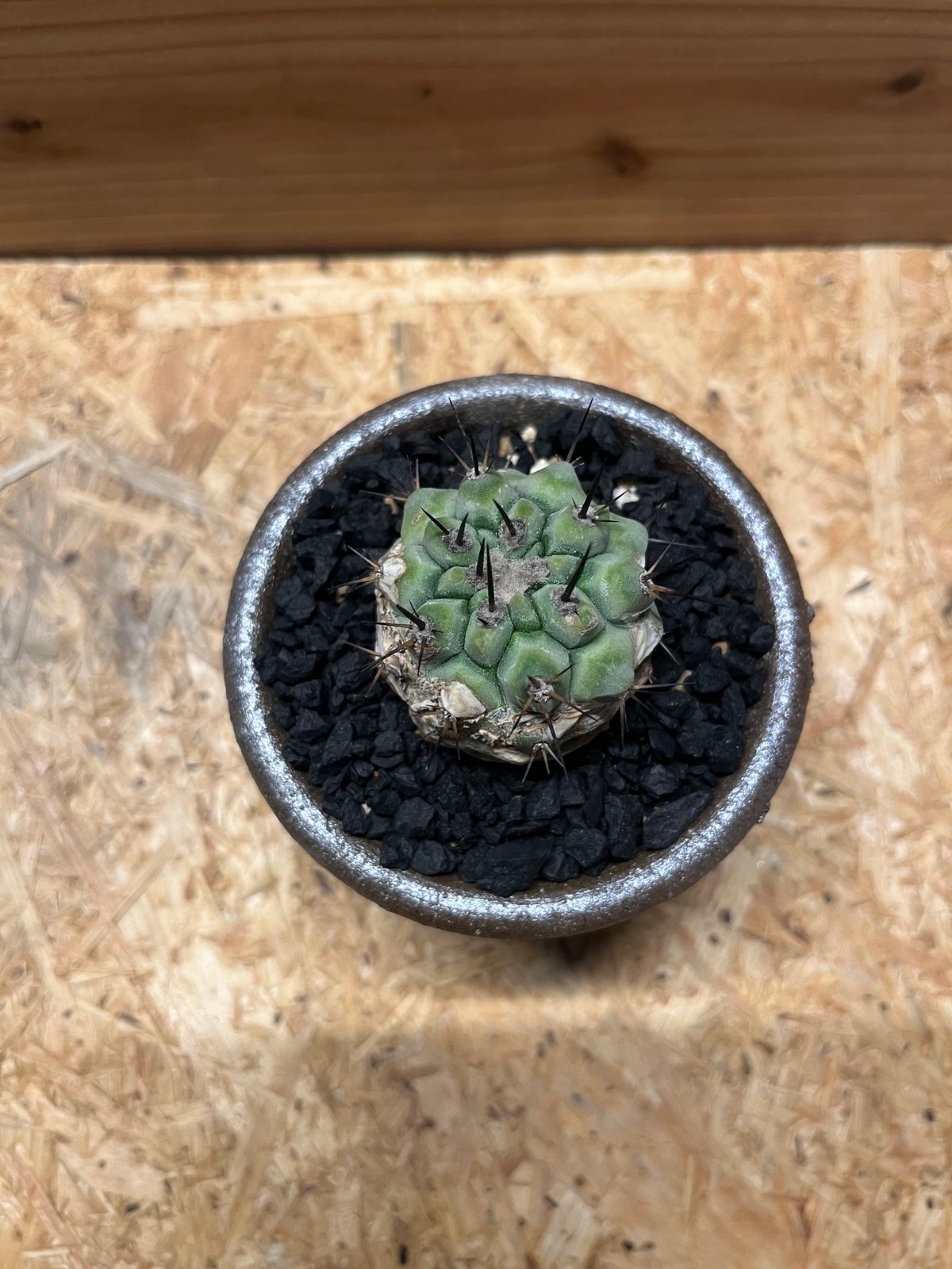 コピアポア シネレア 黒王丸×伝市鉢 | GREEN LUCK