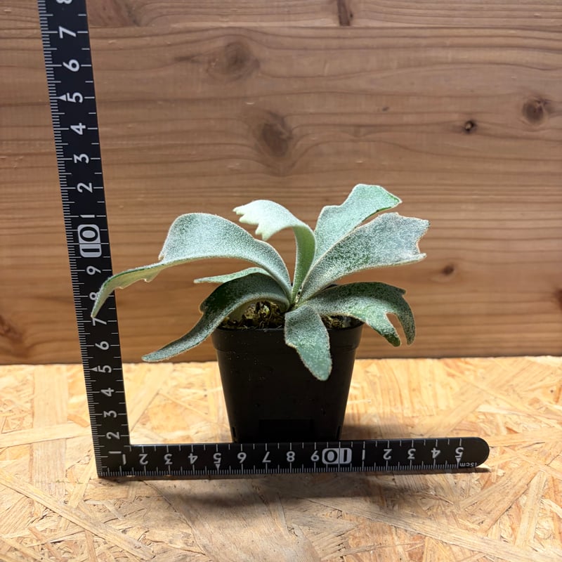 月光爪哇OC ビカクシダ willinckii　ウィリンキー P.willinckii 月光爪哇 from @comolebi_plants 以前と何が変わったか
