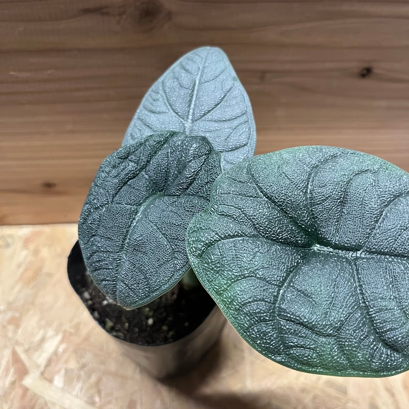 アロカシア メロ | GREEN LUCK