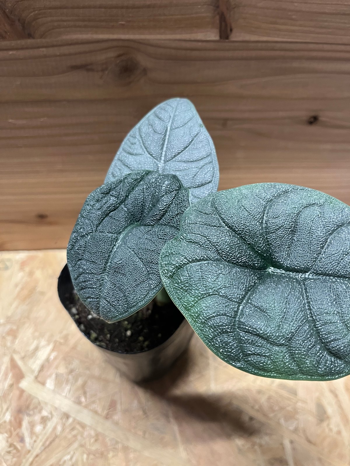 Alocasia Melo Albo アロカシア メロ アルボ ハーフムーン Alocasia Melo Albo アロカシア メロ アルボ ハーフムーン