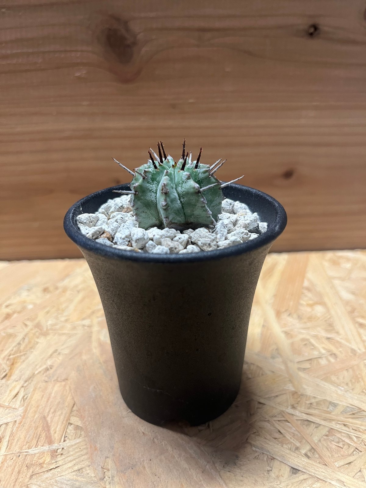 ユーフォルビア　ホリダ　アルバ Euphorbia horrida alba