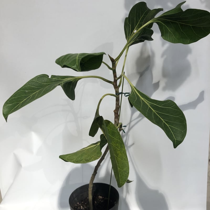 フィカス ⭐︎ベンガレンシス⭐︎クリシュナ菩提樹 フィカス・ベンガレンシス・クリシュナ | HITOTOKI by MAKIMO PLANT