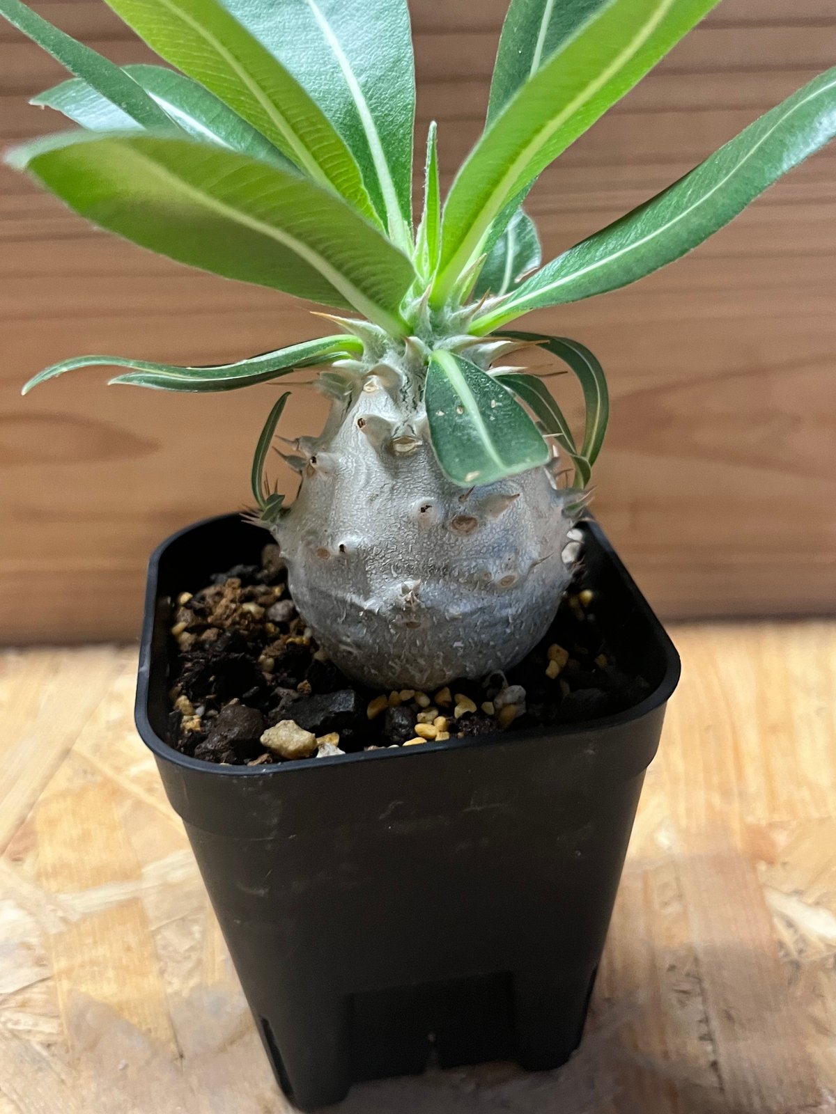 パキポディウム デンシフローラム | GREEN LUCK