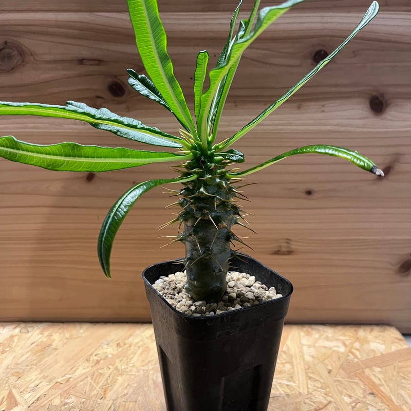 パキポディウム アンボンゲンセ | GREEN LUCK